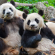 Illustration for article titled How to Get Paid to Hang Out With Pandas